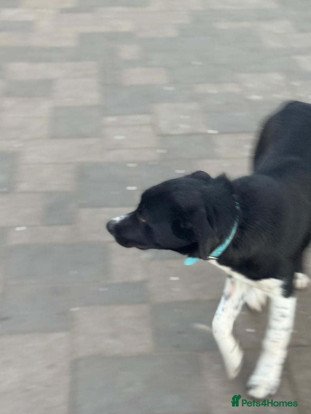 Mixed Breed dogs for adoption: Gorgeous Maylo looking for love - Advert 22