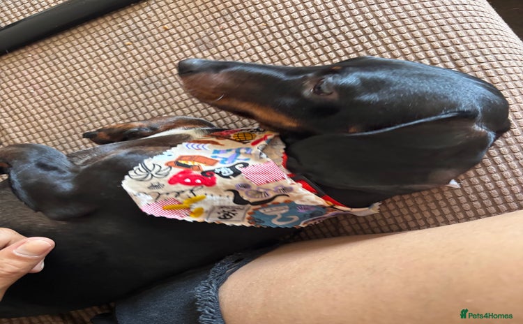 Miniature Dachshund dogs - Advert 14
