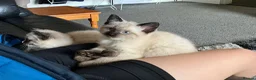 Ragdoll cats for sale: Lilac pointed Female Kitten - Advert 2