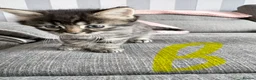 Mixed Breed cats for sale: Mixed breed kittens  - Advert 8