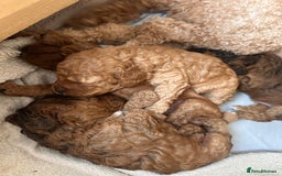 Cockapoo dogs for sale: F2 cockapoo puppies for sale  - Image 3
