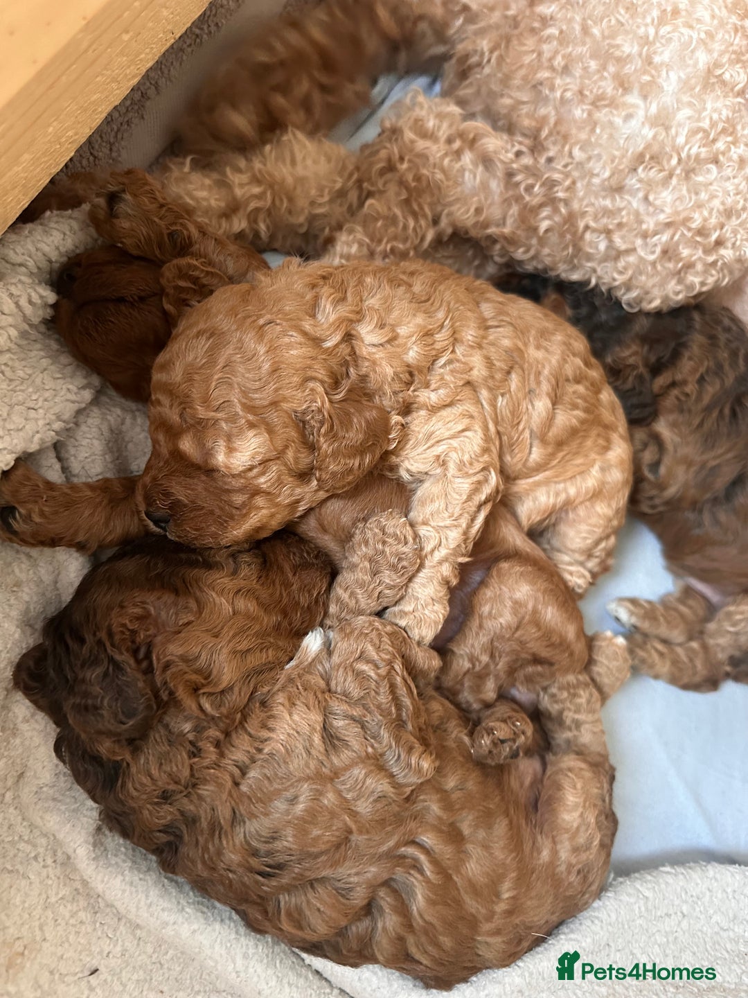 Cockapoo dogs for sale: F2 cockapoo puppies for sale  - Image 3