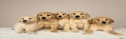 Golden Retriever dogs for sale: Golden retriever puppies - Advert 4