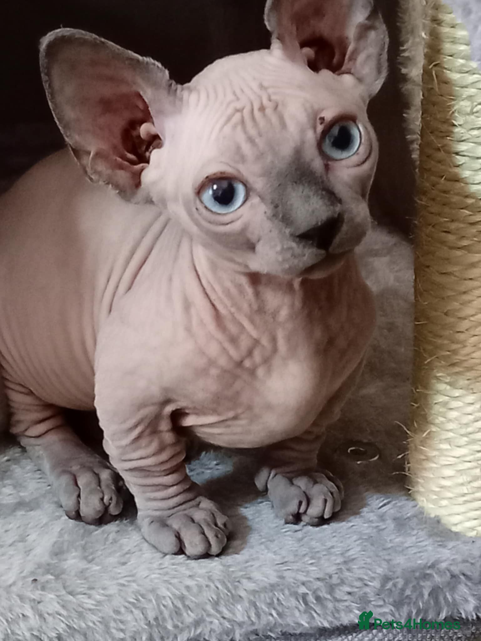 Sphynx cats Short Leg Munckin Sphinx Kittens(BullyCat) - Advert 11