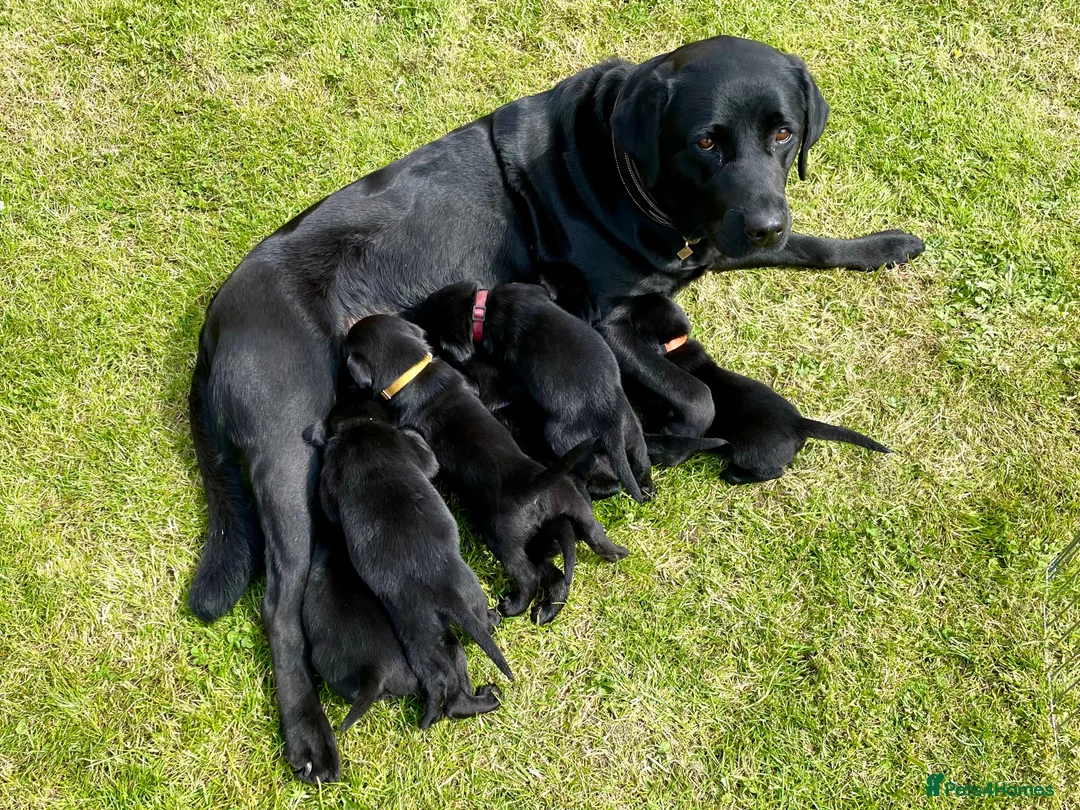 Labrador Retriever dogs for sale: Beautiful lab female  - Advert 28