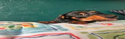 Miniature Dachshund dogs for sale: 1 handsome KC registered boy available  - Advert 6
