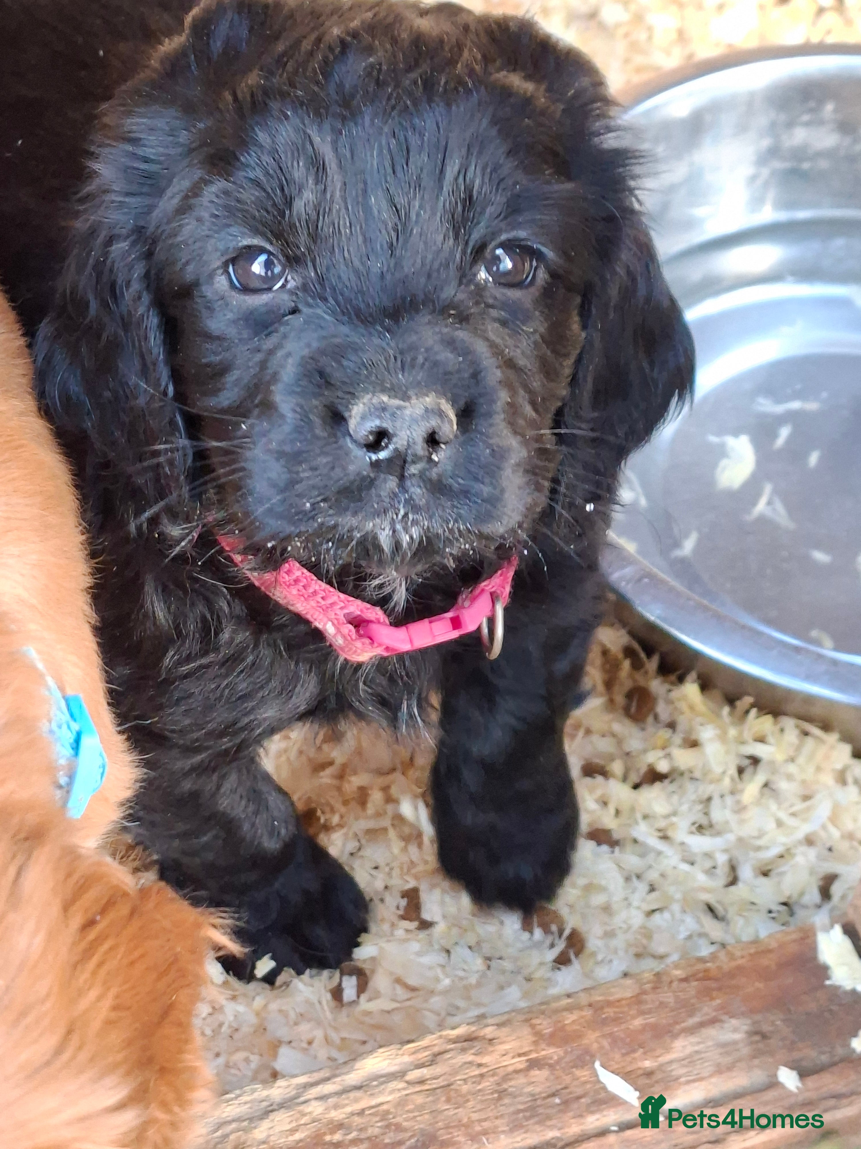 Cocker Spaniel dogs Hereditary clear working cock spaniels - Advert 6