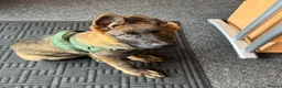 German Shepherd dogs for sale: KC Registered German Shepherd PuppiesChampion Line - Advert 13