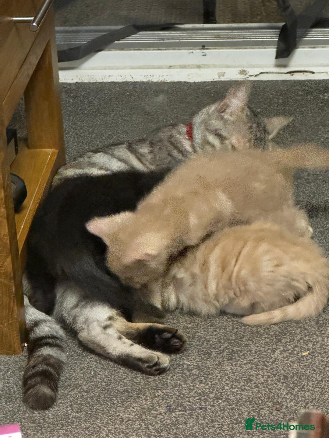 Bengal cats for sale: Bengal Mixed Litter - 2 Ginger & 1 Blue/Grey - Image 30