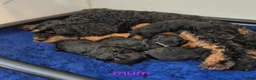 Cavapoo dogs for sale: Complete Dna HEALTH Tested parents cavapoo puppies - Advert 3