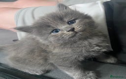 Siberian cats for sale: Siberian Kittens Neva Masquerade White - Image 7