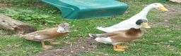 Ducks poultry for sale: 2 Runner Ducklings unsexed - Advert 5