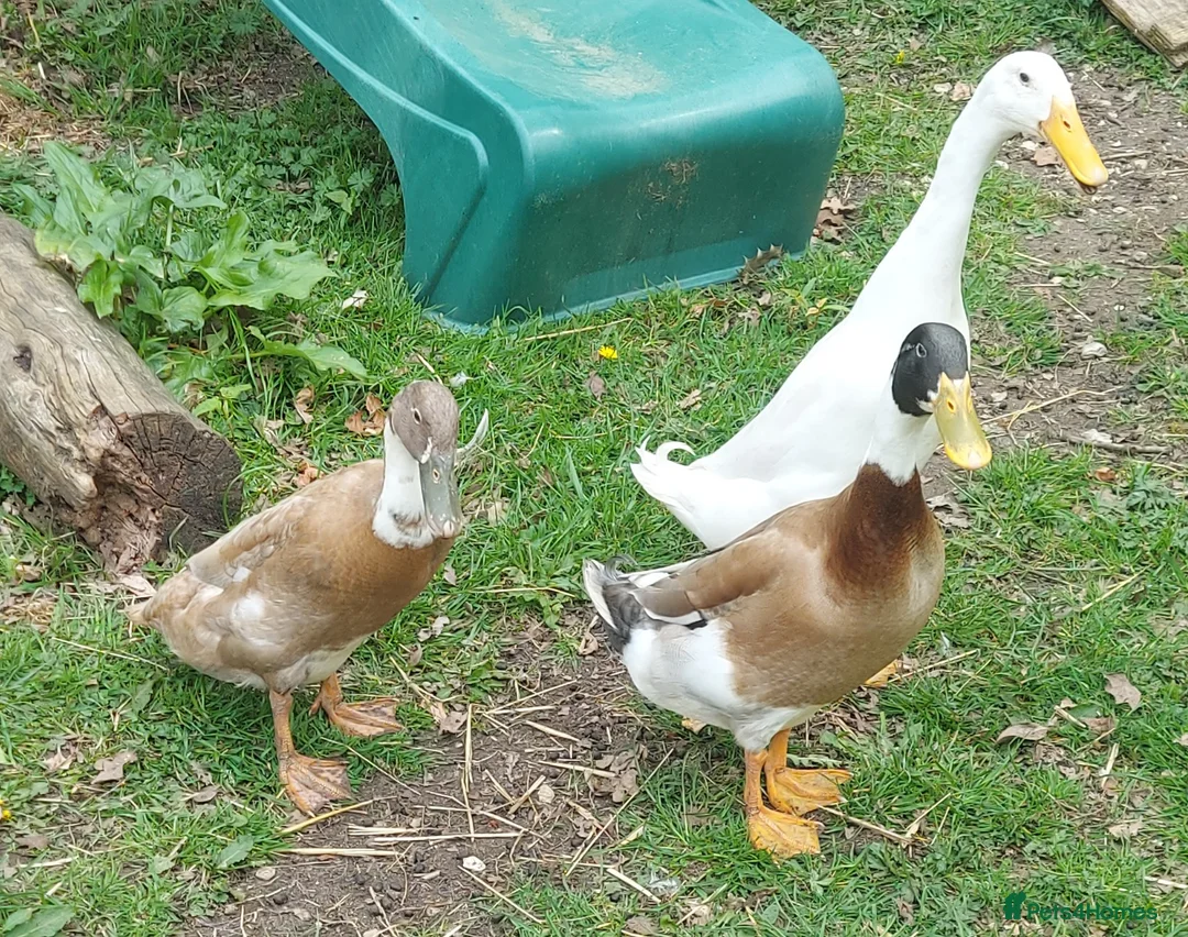 Ducks poultry for sale: 2 Runner Ducklings unsexed - Advert 5