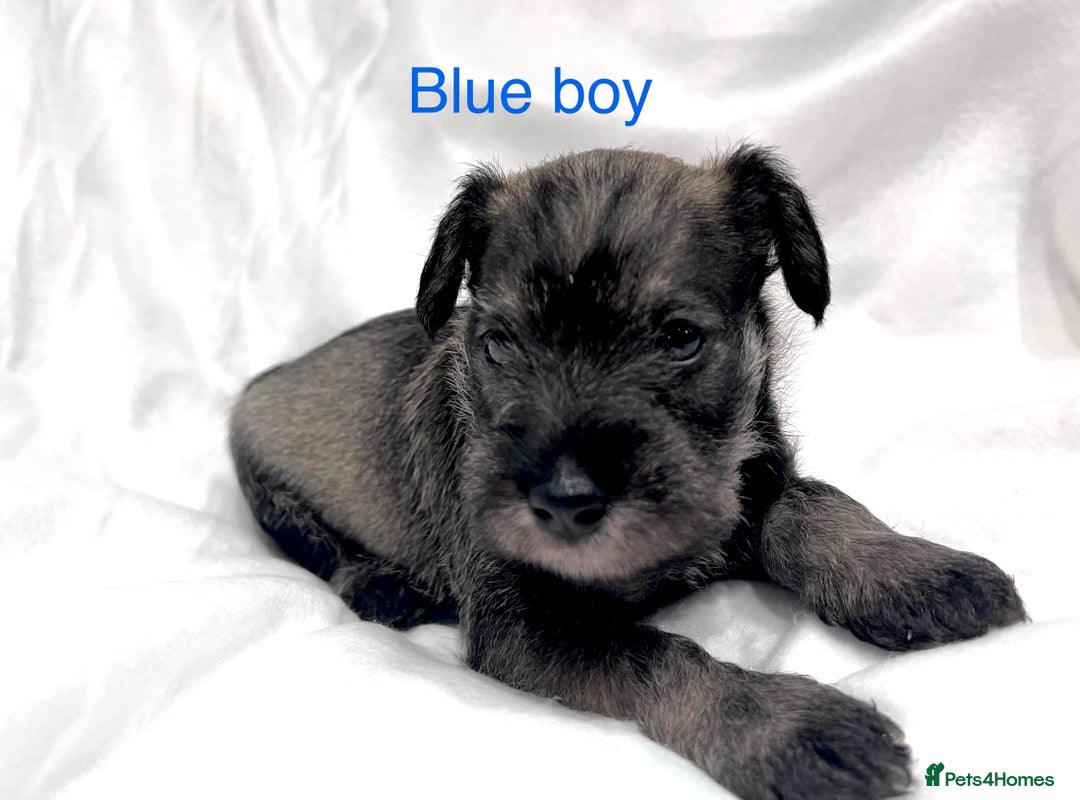 Miniature Schnauzer dogs for sale: 5th generation pedigree miniature schnauzer  - Advert 4