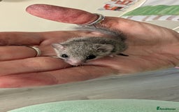 Sugar Glider rodents for sale: 4 adults& babies squirrells/pigmy door mice - Image 4