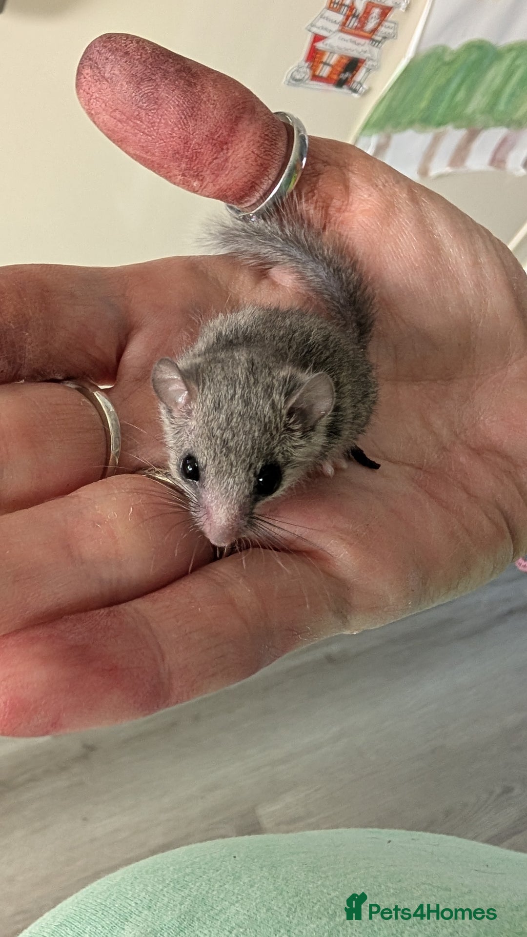 Sugar Glider rodents for sale: 4 adults& babies squirrells/pigmy door mice - Image 4