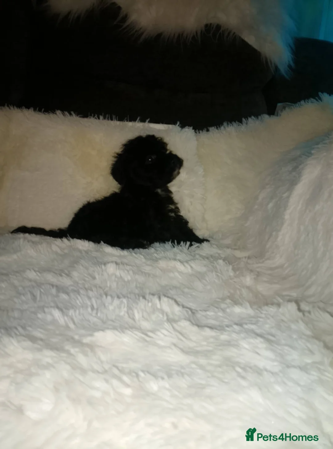 Cockapoo dogs for sale: Miniature cockapoos  - Advert 4