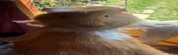 Guinea Pig rodents for sale: Guinea pigs - Advert 5
