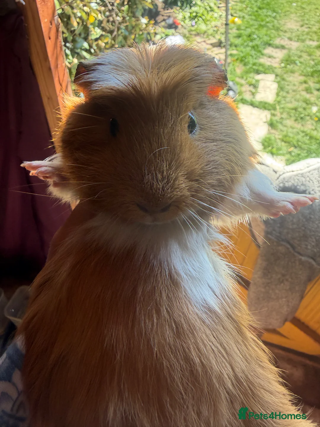Guinea Pig rodents for sale: Guinea pigs - Advert 5