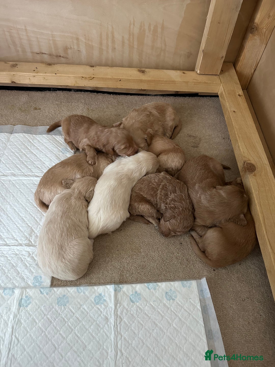 Mixed Breed dogs for sale: Australian double doodles  - Advert 13