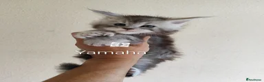 Maine Coon 5