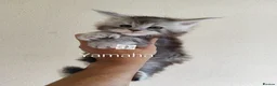 Maine Coon cats for sale: Gorgous maine coon kittens ❤️ - Advert 31