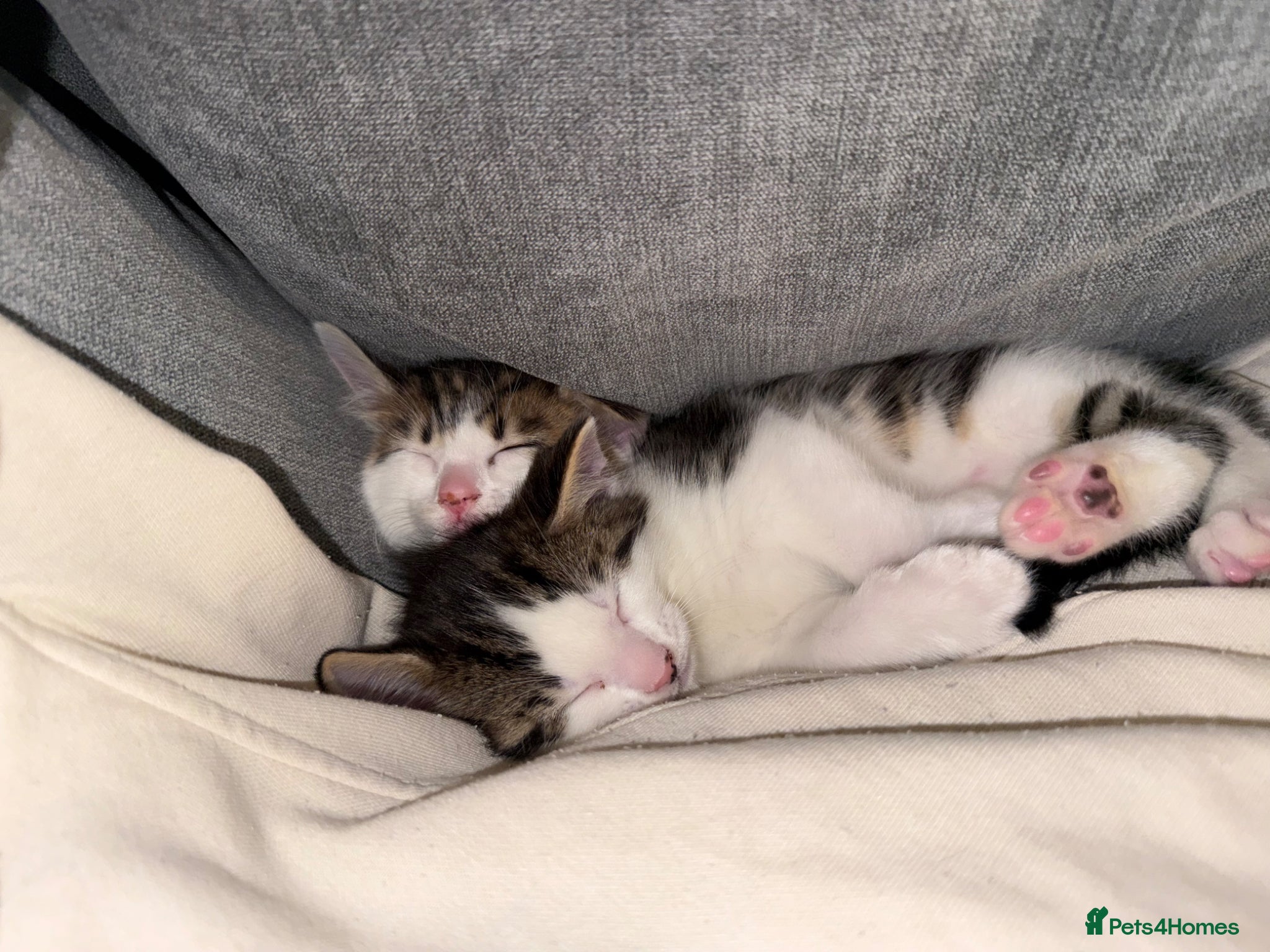 Maine Coon cats Lovely Maine coon cross bengal   - Advert 2