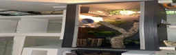Python Snake reptiles for sale: Purple passion royal python - Advert 2