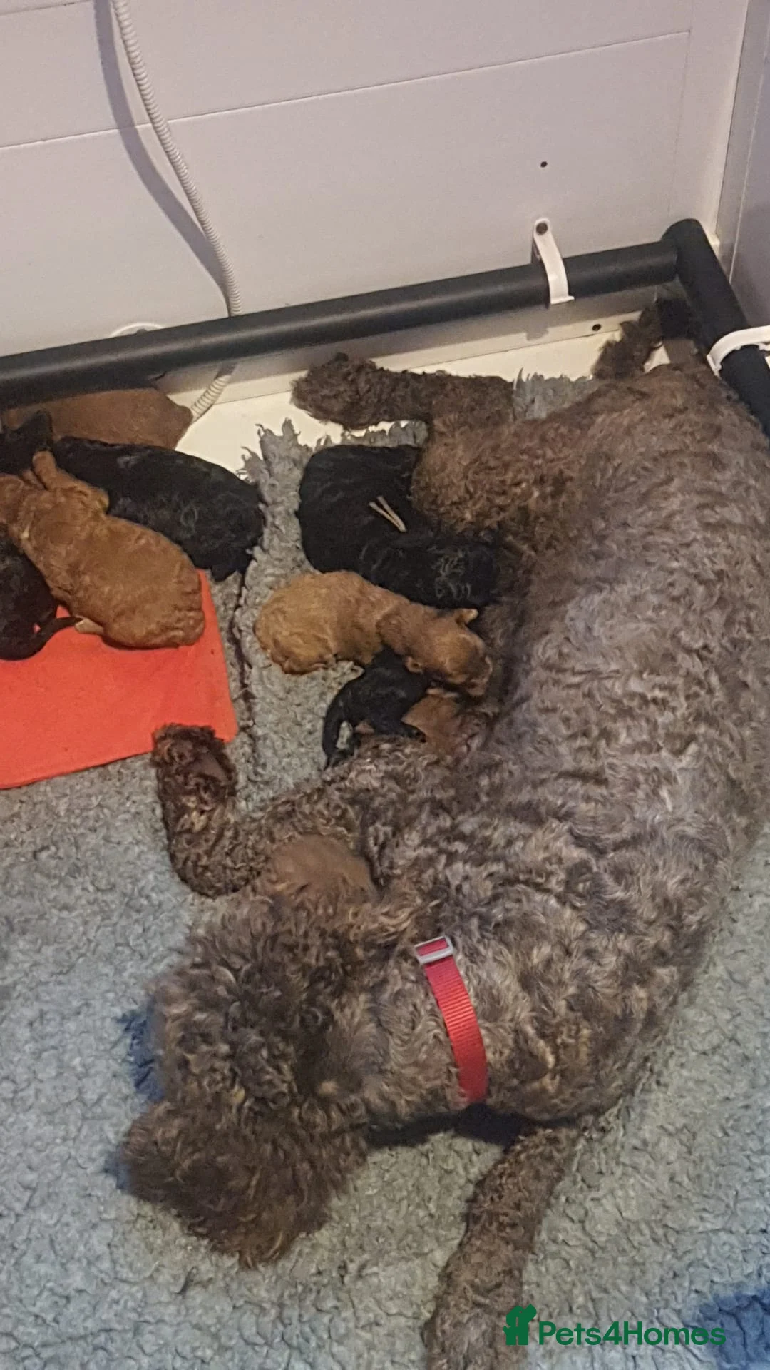 Australian Labradoodle dogs for sale: 5* fully health checked Australian labradoodles - Advert 2