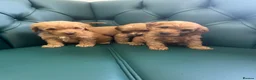 Cockapoo dogs for sale: 5⭐️ Licensed breeder. F1 cockapoo PRA Clear - Advert 8
