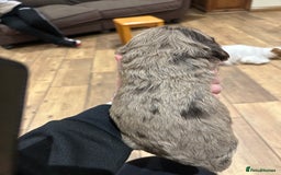 Cockapoo dogs for sale: Cockapoo puppies - Advert 14