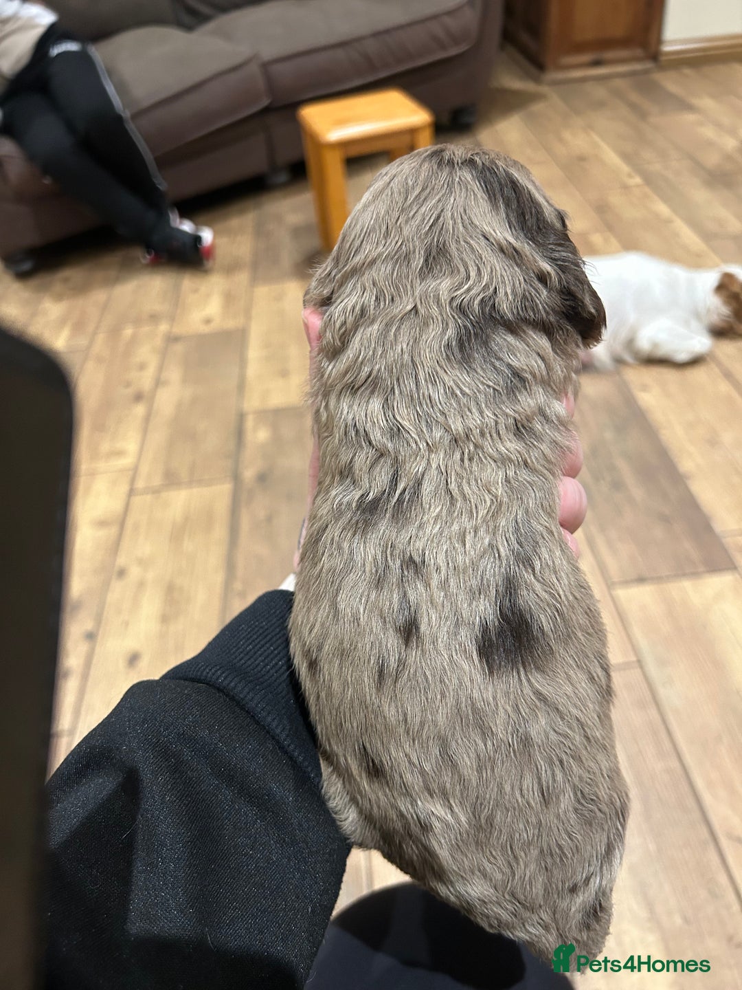 Cockapoo dogs for sale: Cockapoo puppies - Advert 14