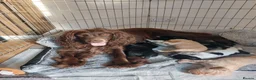 Sprocker dogs for sale: Stunning Sprocker Spaniel Puppies For Sale in Hull - Advert 5