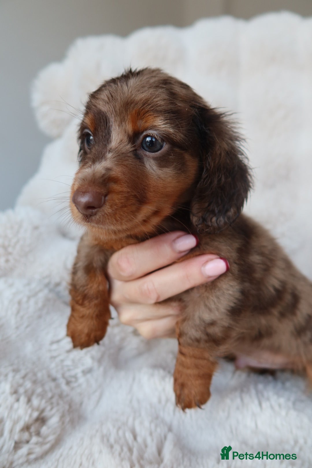 Miniature Dachshund dogs for sale: 4 male long hair miniature daschunds for sale - Advert 1