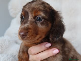 Miniature Dachshund dogs 4 male long hair miniature daschunds for sale - Advert 11