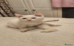 Ragdoll cats for sale: Rare flame point boys - Image 3