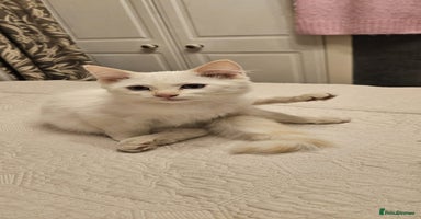 Ragdoll cats - Advert 11