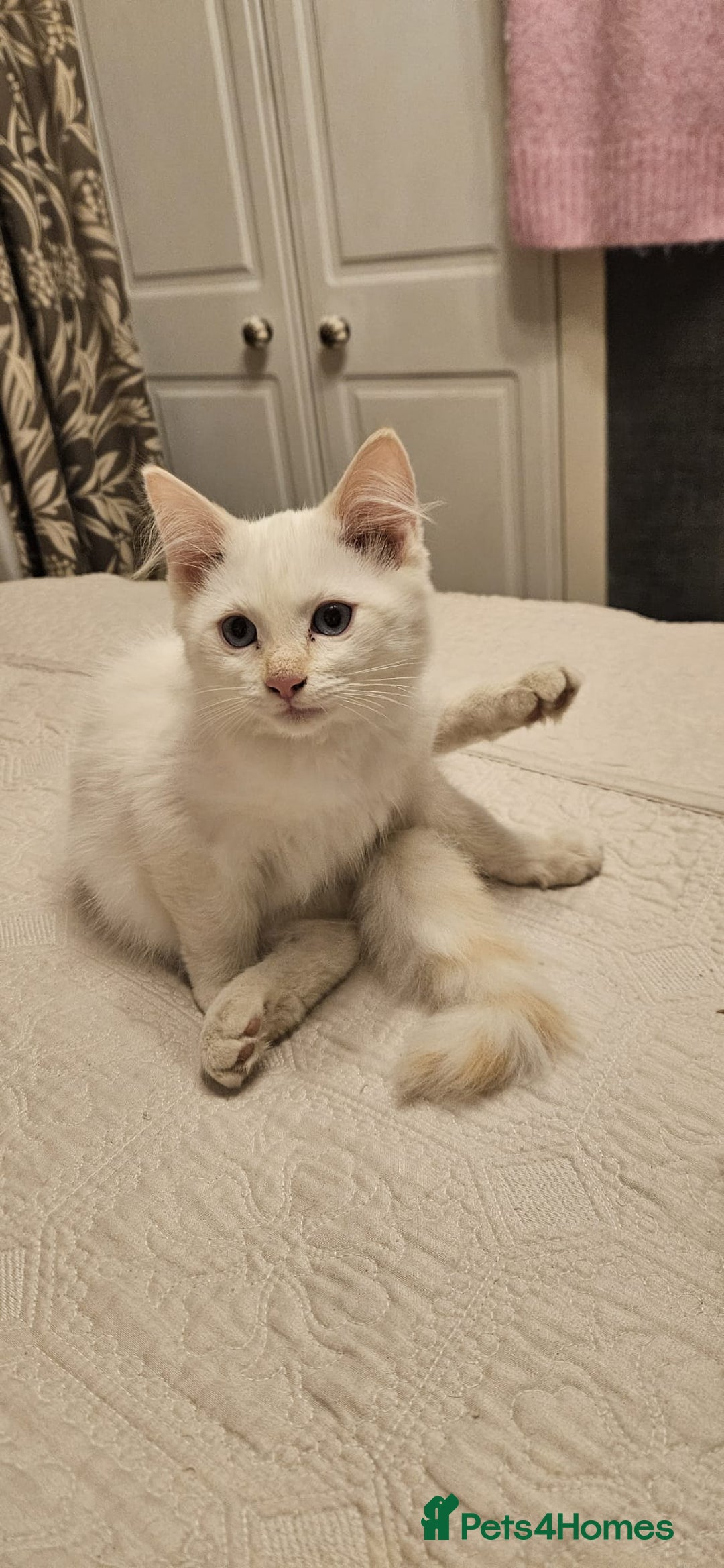 Ragdoll cats for sale: Rare flame point boys - Image 3
