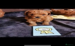 Cavapoo dogs for stud: Extensively Health Tested Deep Red Tiny Toy Poodle in Mansfield - Image 6
