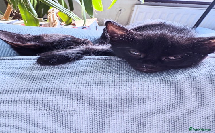 Mixed Breed cats - Advert 4