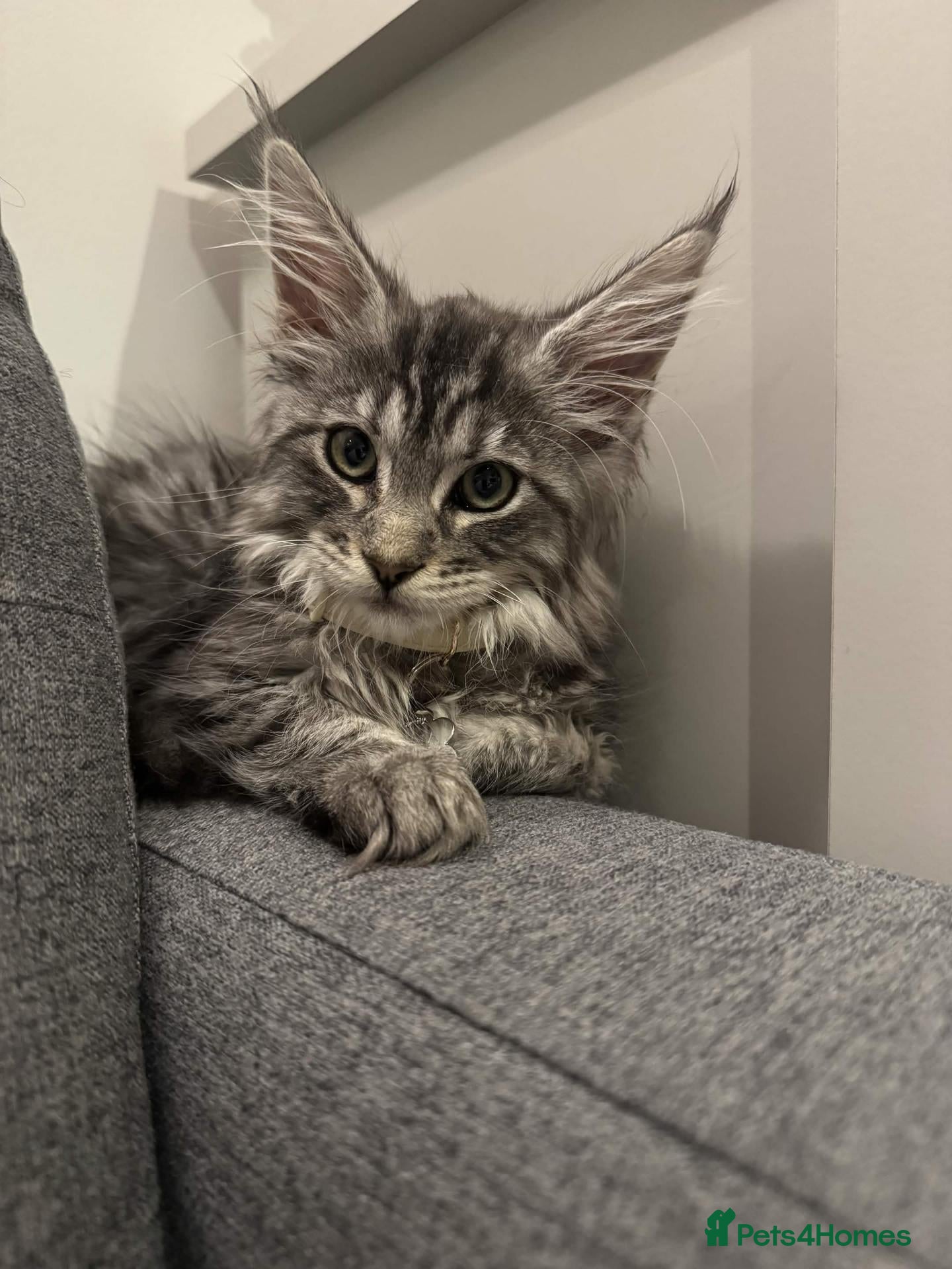 Maine Coon cats Cute Female Maine Coon ready for a loving home - Advert 2