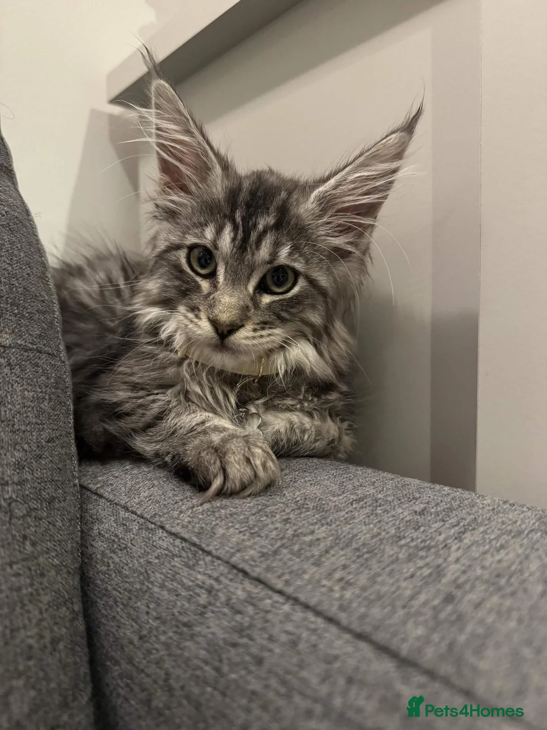 Maine Coon cats for sale: Cute Female Maine Coon ready for a loving home - Advert 1