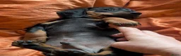Dachshund dogs for sale: Dappled/Merl Dachshund puppies  - Advert 31