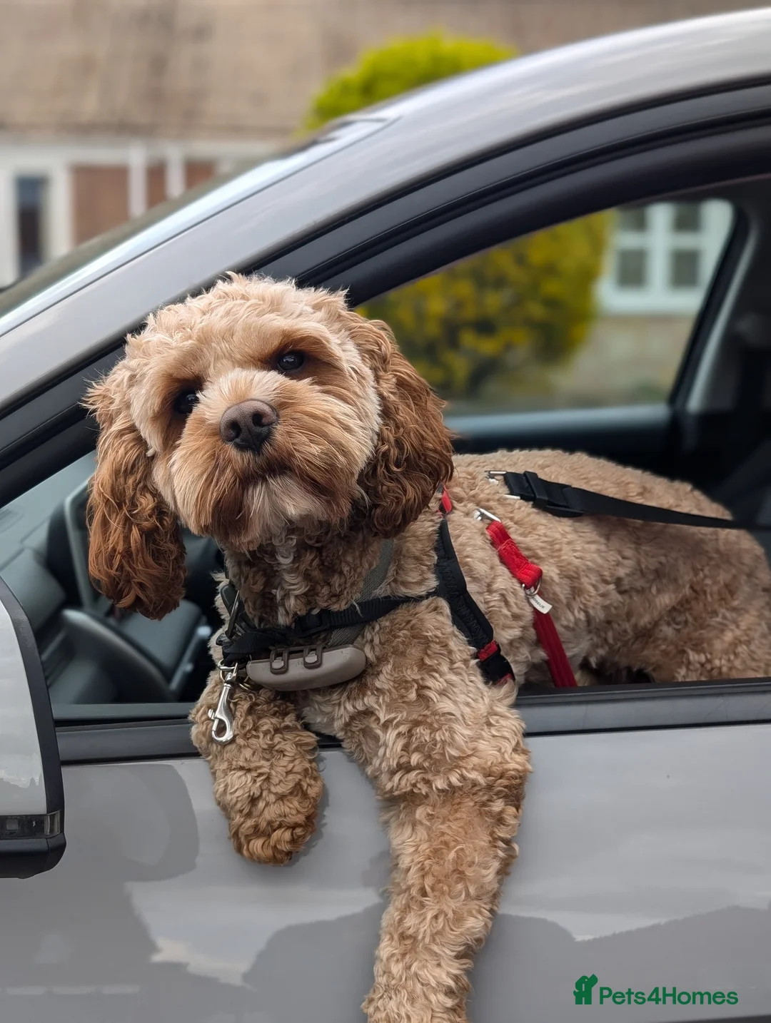 Cavapoo dogs for stud: Handsome Cavapoo for Stud - Advert 1