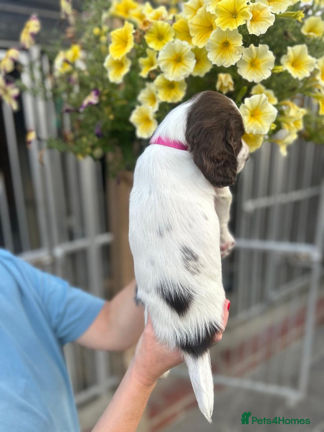 English Springer Spaniel dogs for sale: Beautiful litter of KC reg ESS - Image 14