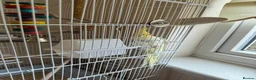 Cockatiels birds for sale: Male cockatiel - Advert 2