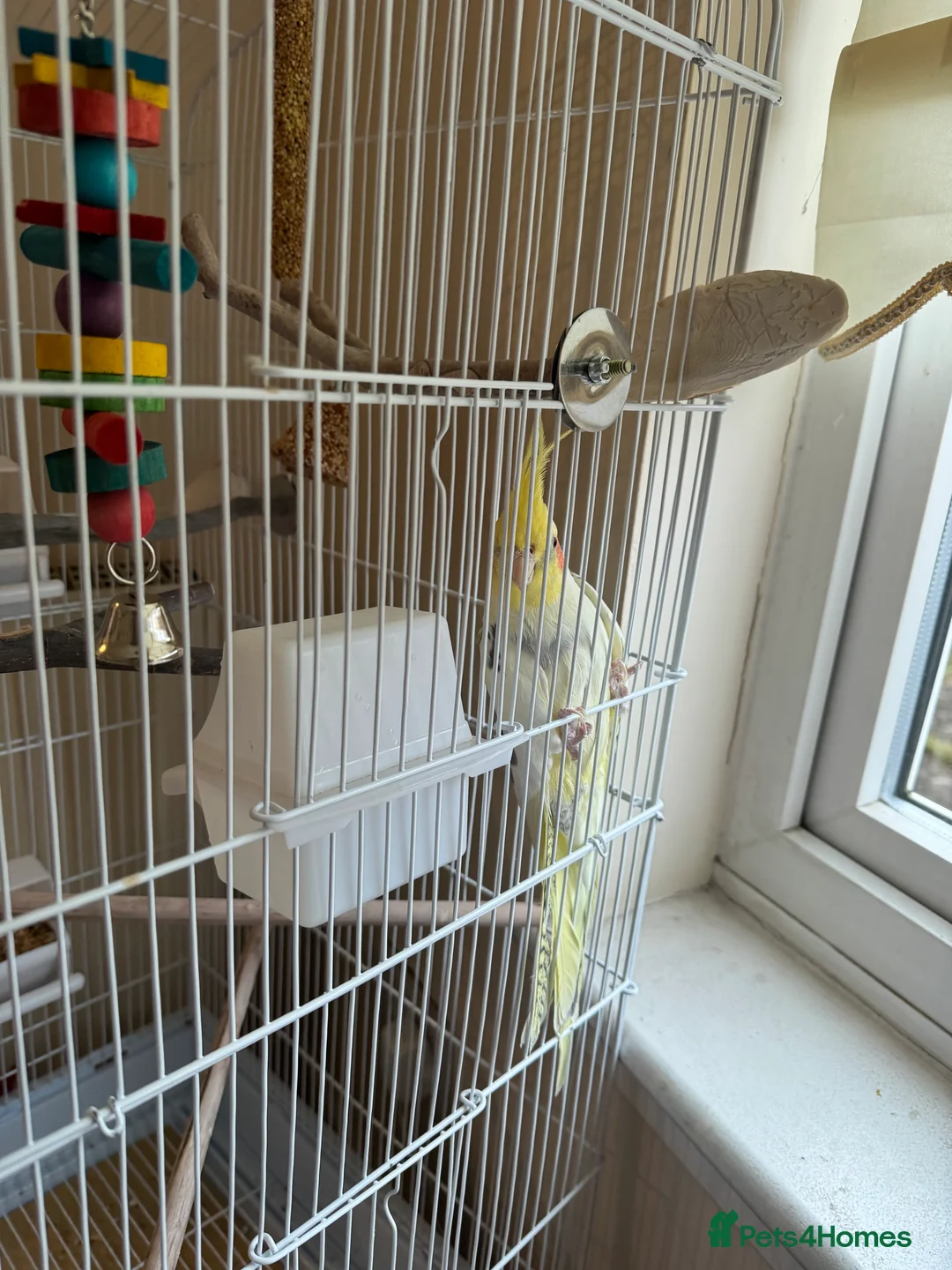 Cockatiels birds for sale: Male cockatiel - Advert 2