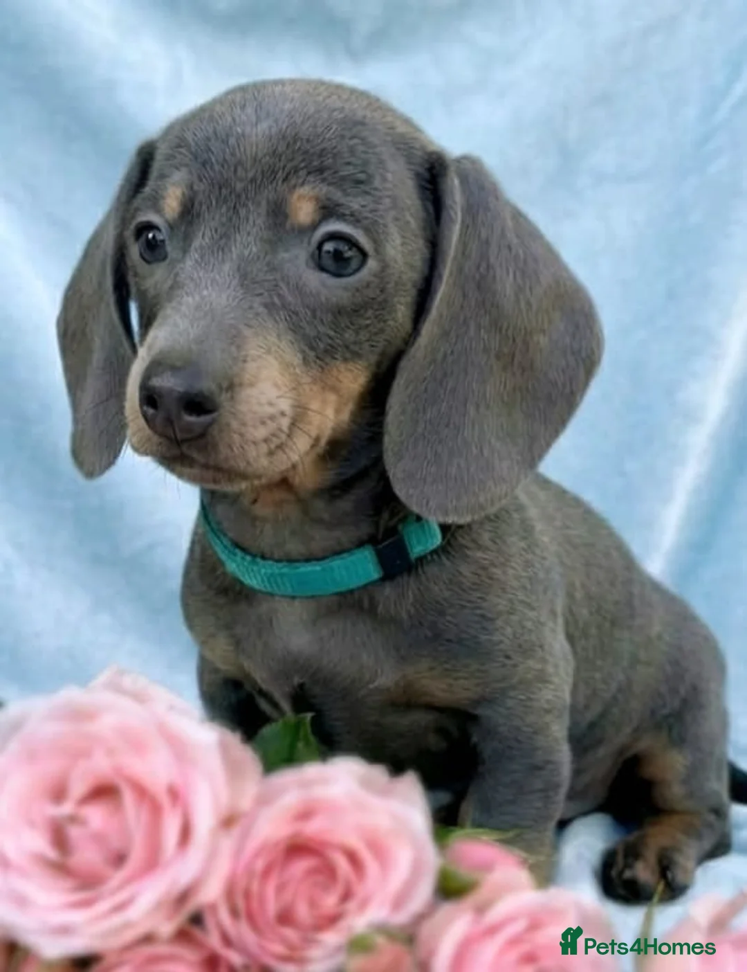 Miniature Dachshund dogs for sale: Beautiful Dachshund Puppies  - Advert 8