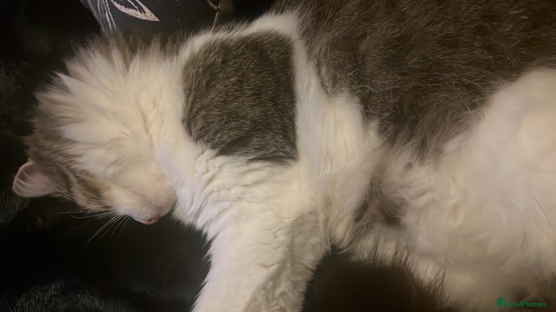 Mixed Breed cats Beautiful fluffy tabby kittens  - Advert 1
