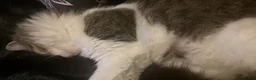 Mixed Breed cats for sale: Beautiful fluffy tabby kittens  in Wallasey - Advert 1